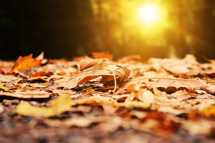 selectivo, fotografía de enfoque, seco, hoja, otoño, hojas, parque, luz, amanecer, sol