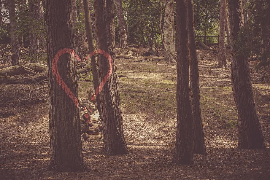 loveheart, tree, forest, love, romantic, graffiti, red, paint, outdoors, árvore