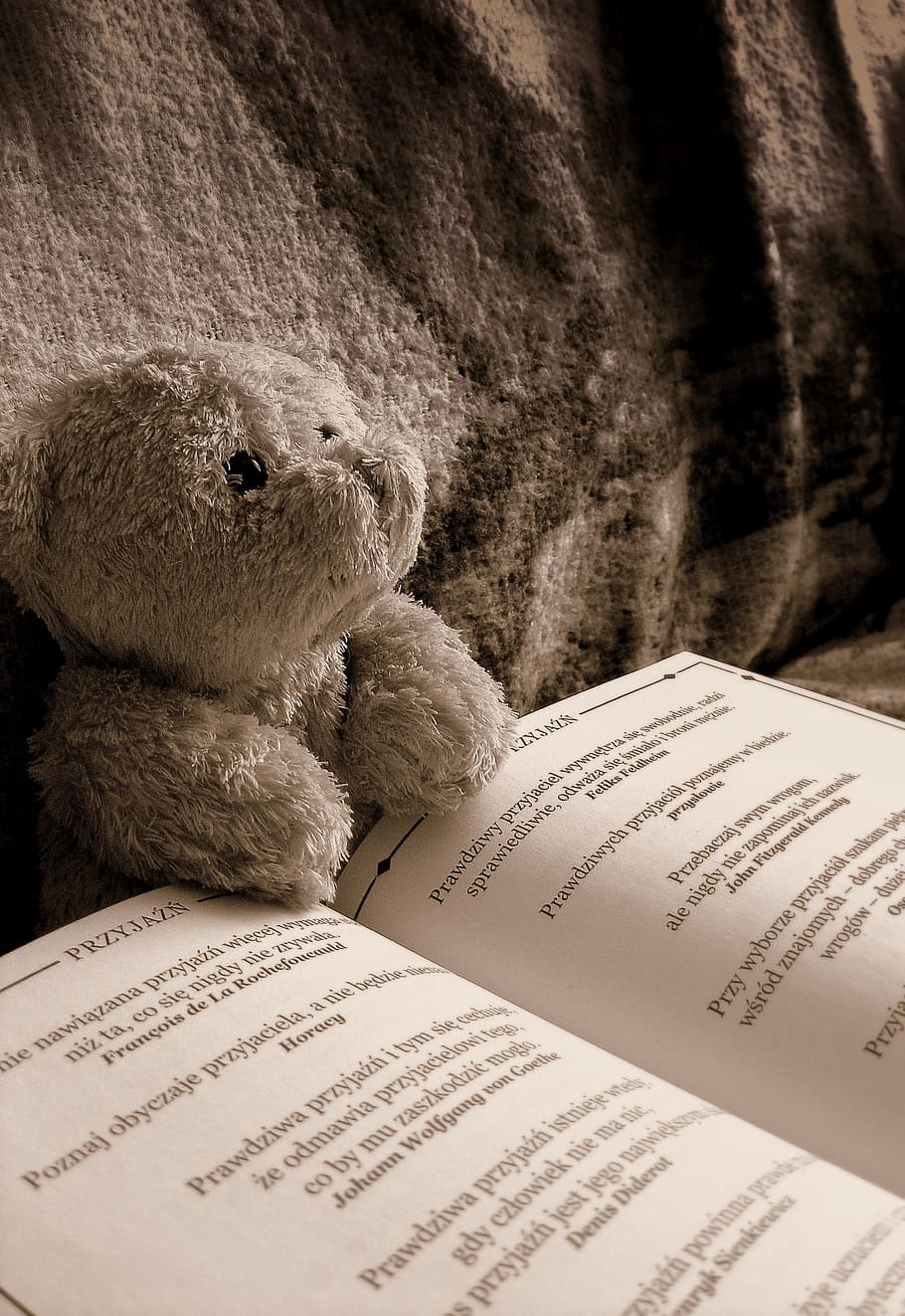 bear, reading, toy, cute, animal, sweet, teddy bear, stuffed toy, indoors, still life