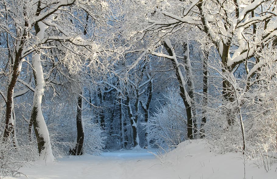 foto, árboles forestales, lleno, nieve, invierno, invernal, magia de nieve, magia de invierno, sueño de invierno, bosque de invierno