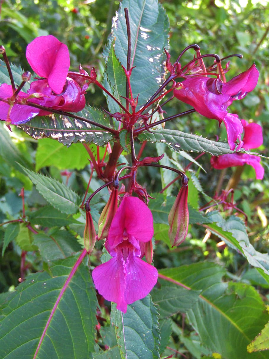 himalayan balsam, impatiens glandulifera, orchid greenhouse, purple, leaves, green, plant, flowering plant, growth, flower