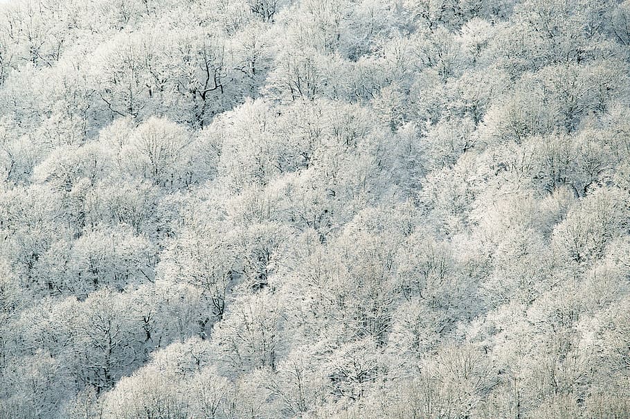 white forest, nature, trees, white, leaves, forest, winter, tree, plant, snow