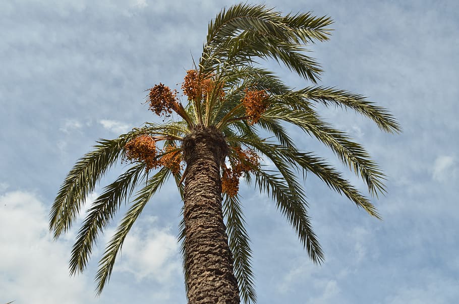 palma, data, frutas, palmeira, natureza, árvore, tropical clima, verão, coco palmeira, azul