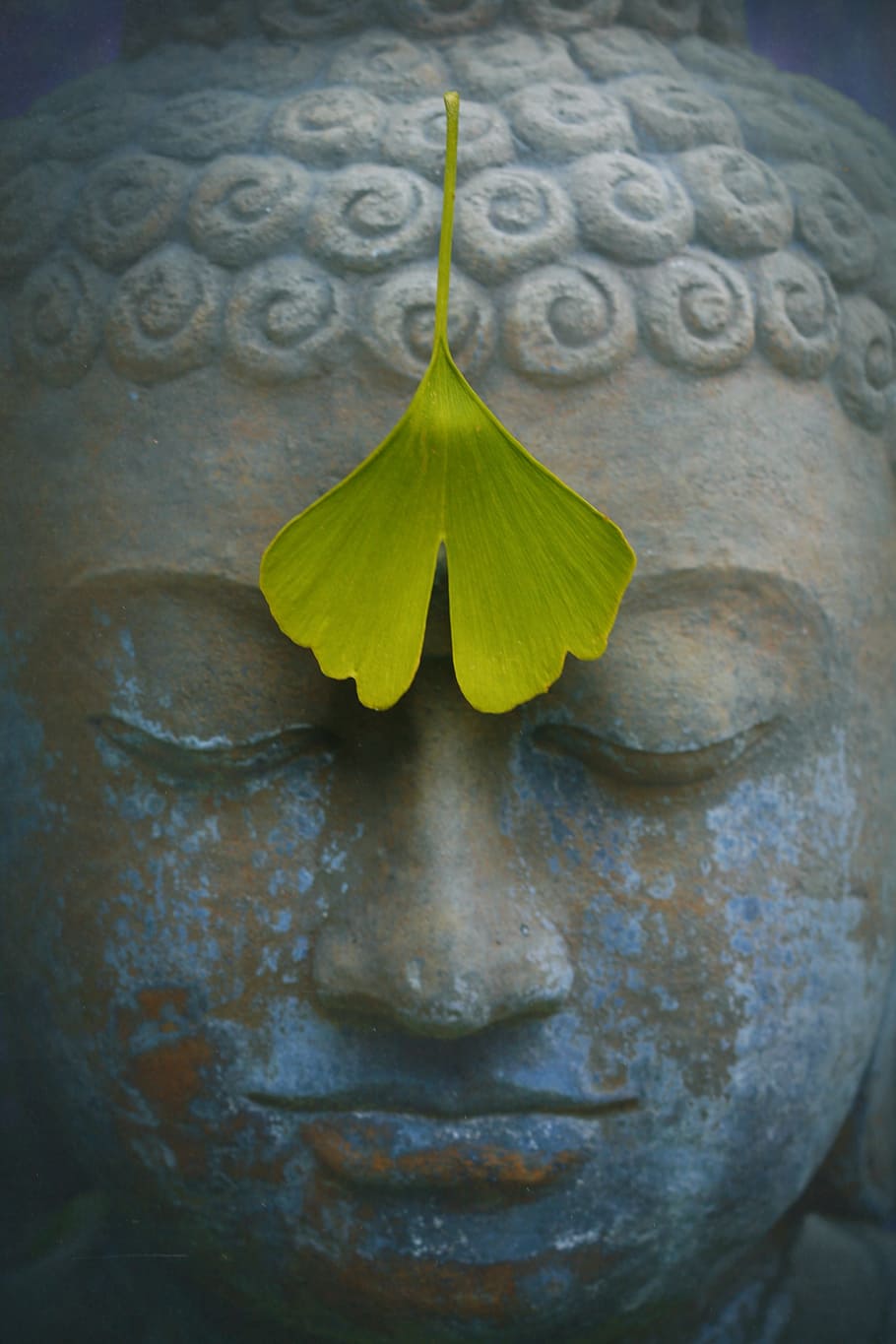 estatua de buda, verde, hoja, buda, zen, meditación, figura de piedra, fernöstlich, india, creer