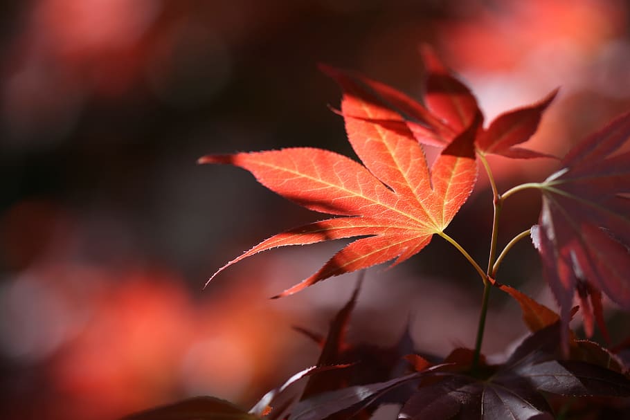 selektif, fotografi fokus, coklat, daun, musim gugur, hutan, alam, daun kastanye, warna musim gugur, bagian tanaman