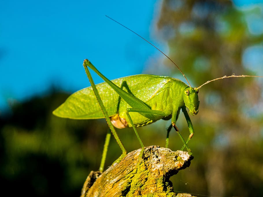 hijau, katydid, selektif, fotografi fokus, belalang, serangga, dekat, satwa liar, invertebrata, tema hewan