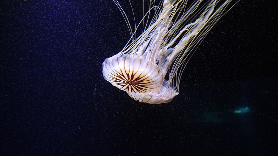 white, brown, Jellyfish, Cnidarian, Medusa, transparent, meduse, shine through, marine life, gelatinous