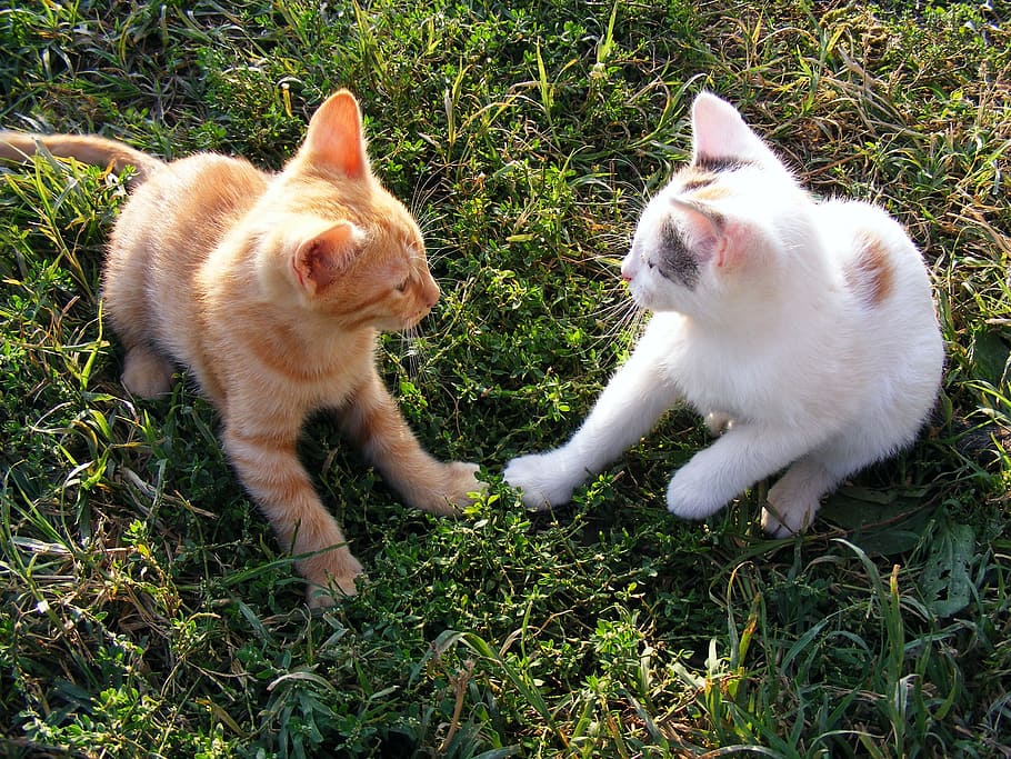 primer plano, foto, dos, naranja, blanco, gatitos, gatos, gracioso, jugando, animales