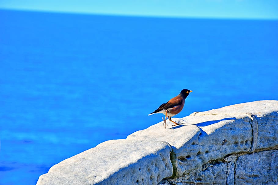confident bird, fearless bird, wildlife, animal, nature, beauty, landscape, site seeing, tourism, beach