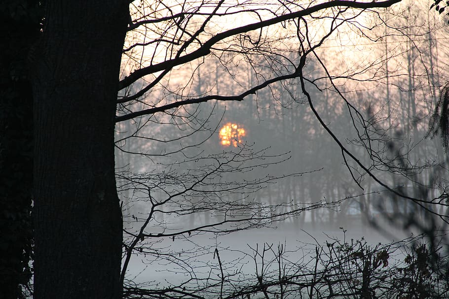 sonnenaufgang, sunrise, winter, nebel, äste, fog, morning, haze, tree, bare tree
