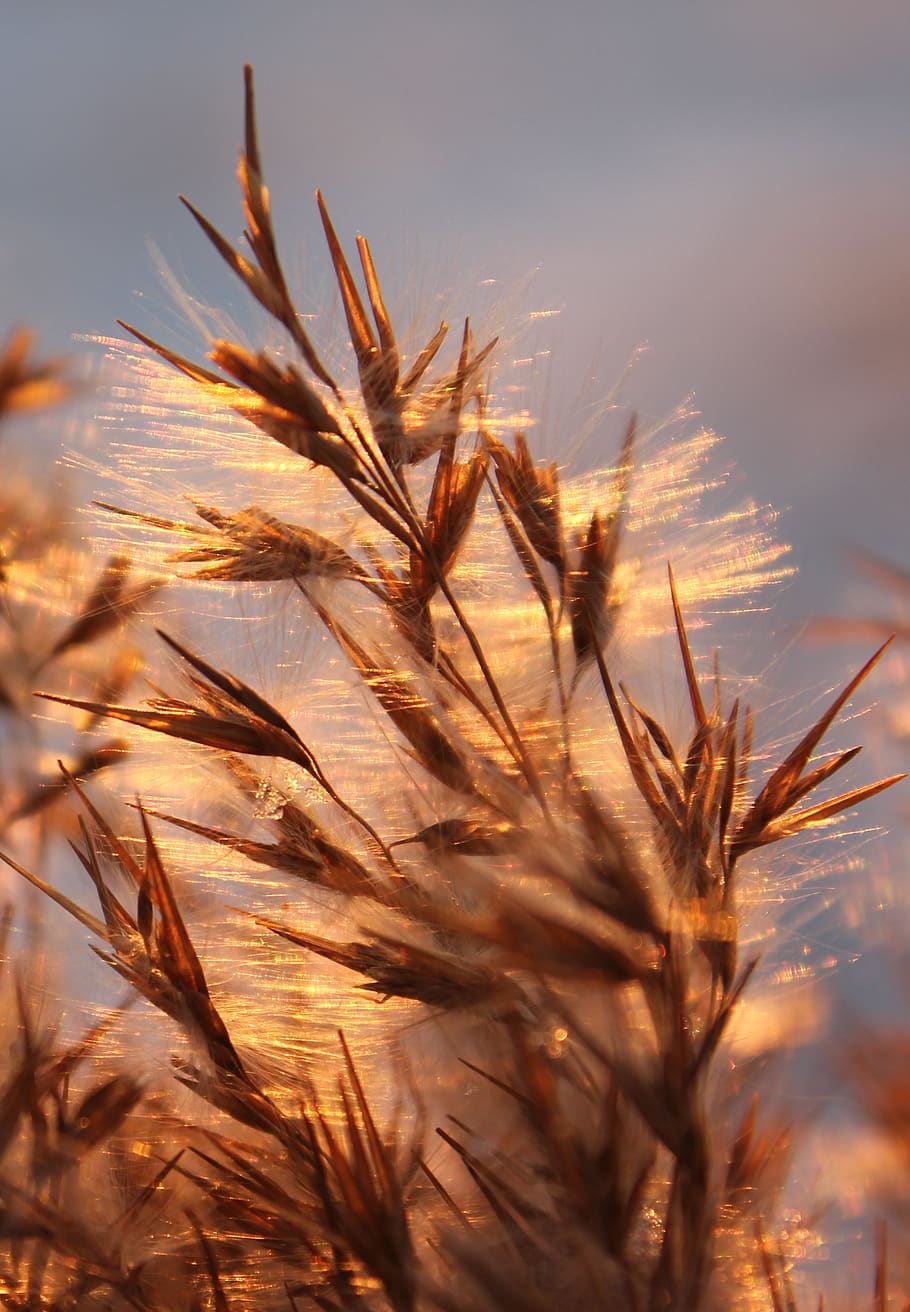 grass, reflection, sunlit, sunset, dry grass, plant, nature, growth, sky, beauty in nature