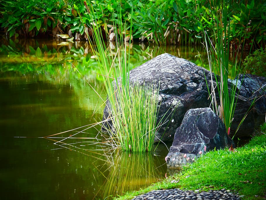japanese garden, horticulture, body of water, grass, rock, calm, water, plant, nature, lake