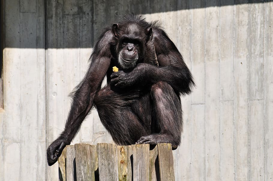 gorila, sentado, marrón, tronco de madera, mono, äffchen, chimpancé, gracioso, animal, zoológico