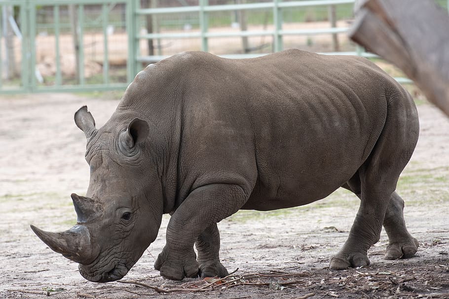 southern white rhinoceros, southern square-lipped rhinoceros, rhino, animal, snout, horns, zoo, mammal, wildlife, african