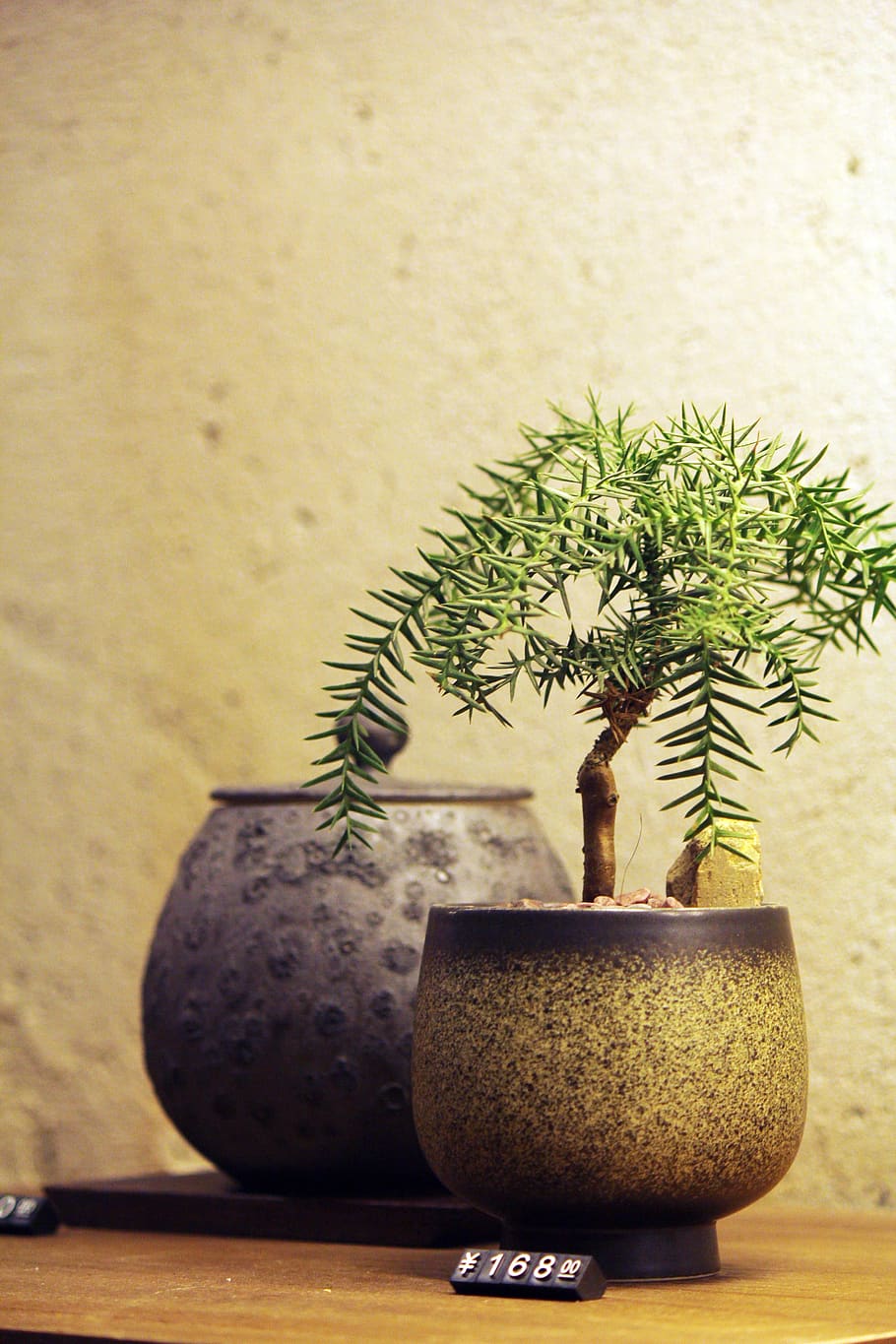 bonsai, potted plants, fresh, the party, plant, growth, potted plant, nature, indoors, houseplant