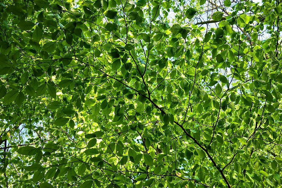 leaves, foliage, tree, branch, new leaves, spring green, spring foliage, seasonal, green color, plant