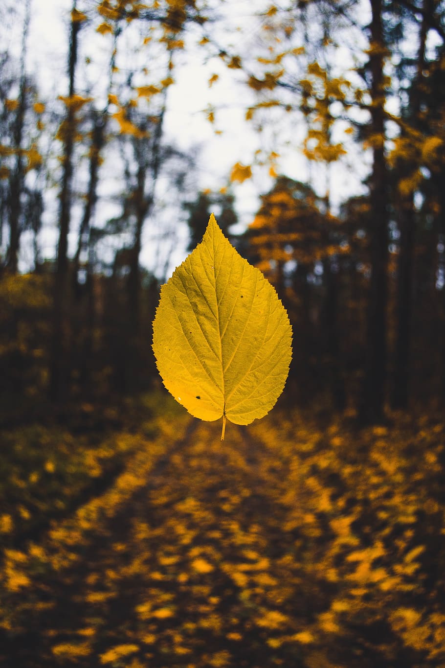 yellow leaf, autumn, autumn colours, autumn leaf, autumn leaves, autumn mood forest, blur, bright, close-up, environment
