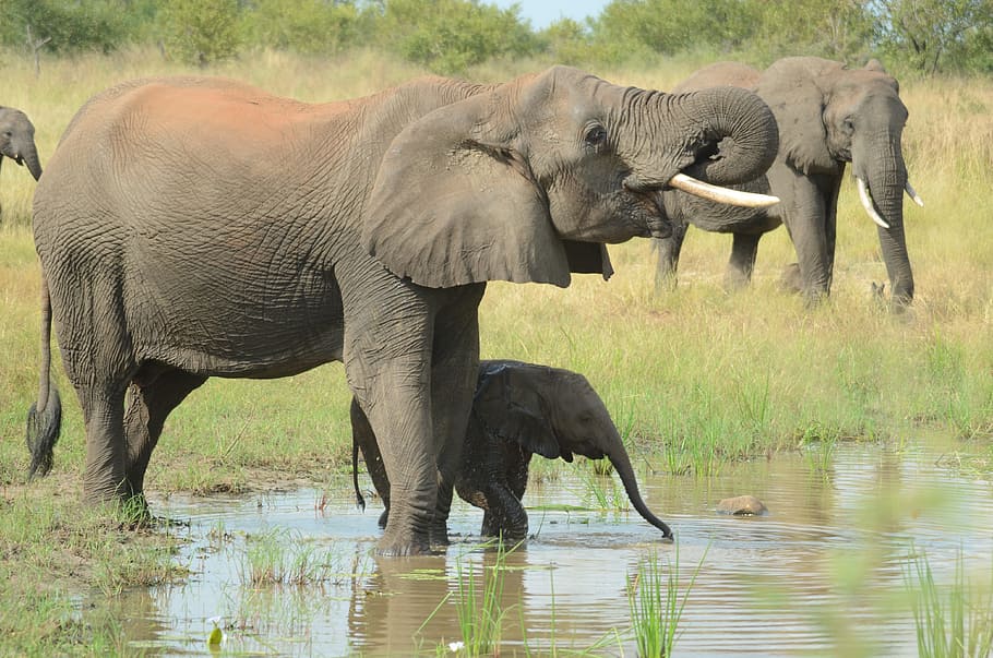 elephants, body, water, elephant mother and baby, baby, mother, nature, wildlife, africa, park