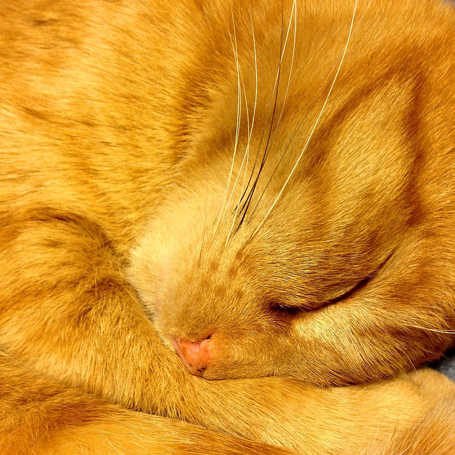 cat, sleep, rest, relaxation, malai, red cat, animal, pet, animal themes, mammal