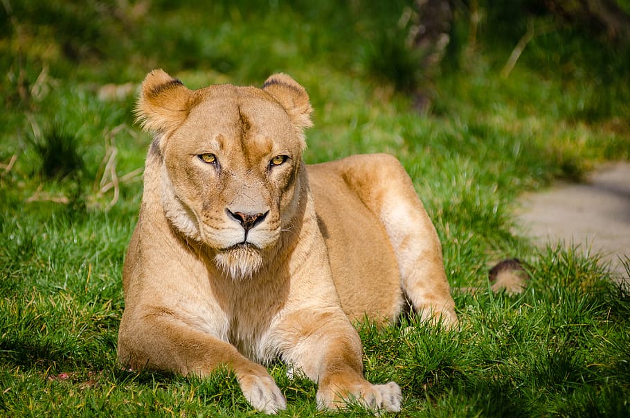 African, Lioness, relaxing, brown lioness, lion - feline, animal, feline, animal themes, mammal, animal wildlife