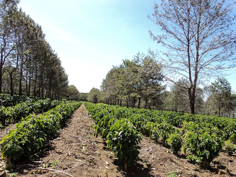 coffee, plantation, coffee plantation, farm, plant, tree, growth, beauty in nature, tranquility, sky
