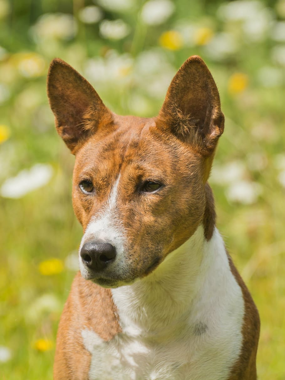 犬, 動物, ペット, 吠える, 一匹, 哺乳類, 家畜, 動物のテーマ, イヌ, 脊椎動物