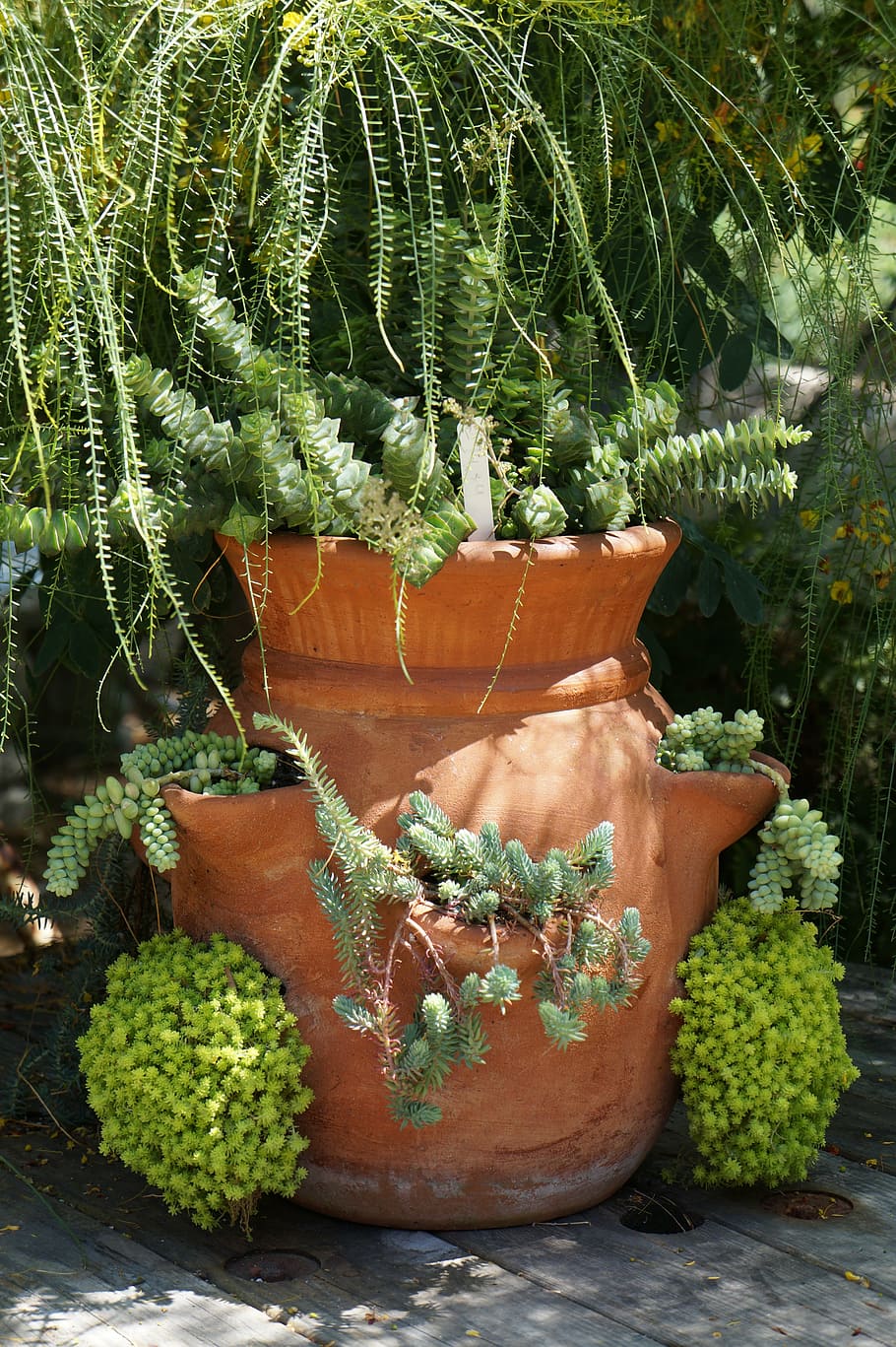 pot, plants, green, gardening, nature, spring, garden, soil, life, potted