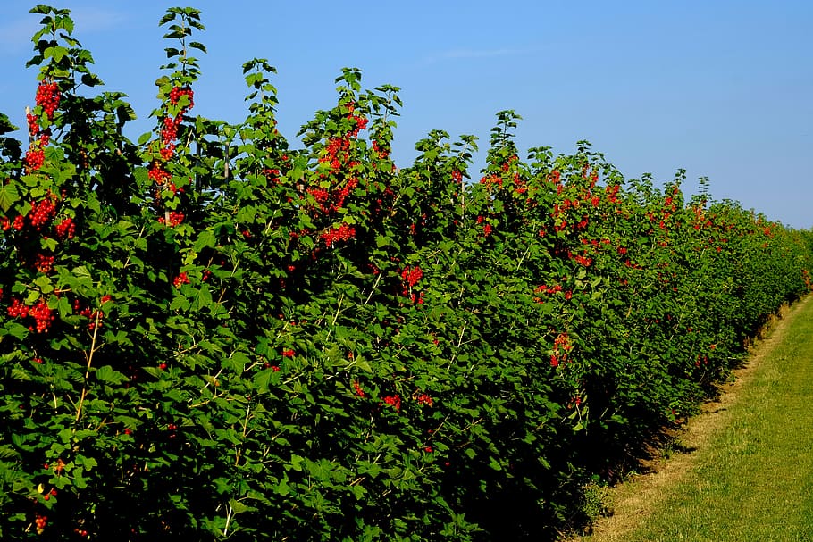 currant hedge, field, currants, shrubs, berries, red currant, fruit, fruits, soft fruit, red