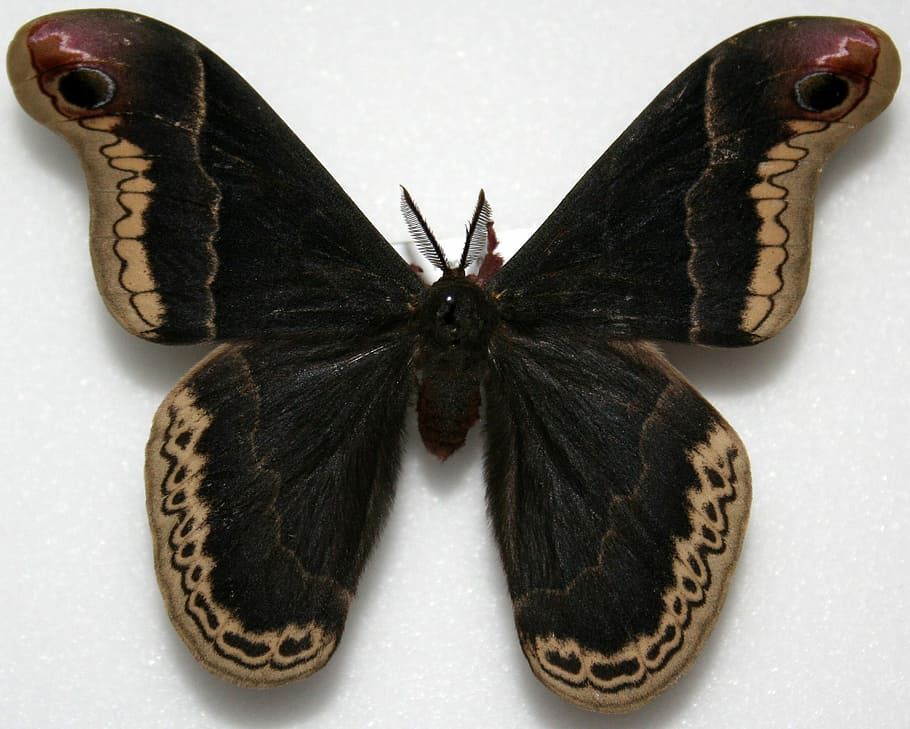 -, Male, Promethea Silkmoth, Callosamia promethea, bug, butterfly, photos, insect, moth, public domain