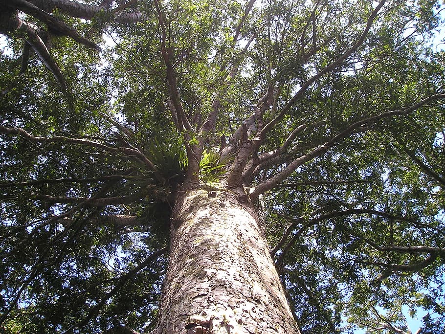 kauri, tree, giant tree, huge i, riesen, trees, new zealand, plant, low angle view, tree trunk