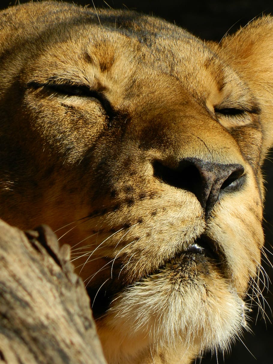 leo, singa betina yang sedang tidur, binatang buas, satu hewan, kepala hewan, bagian tubuh hewan, tema hewan, singa - kucing, close up, hewan di alam liar