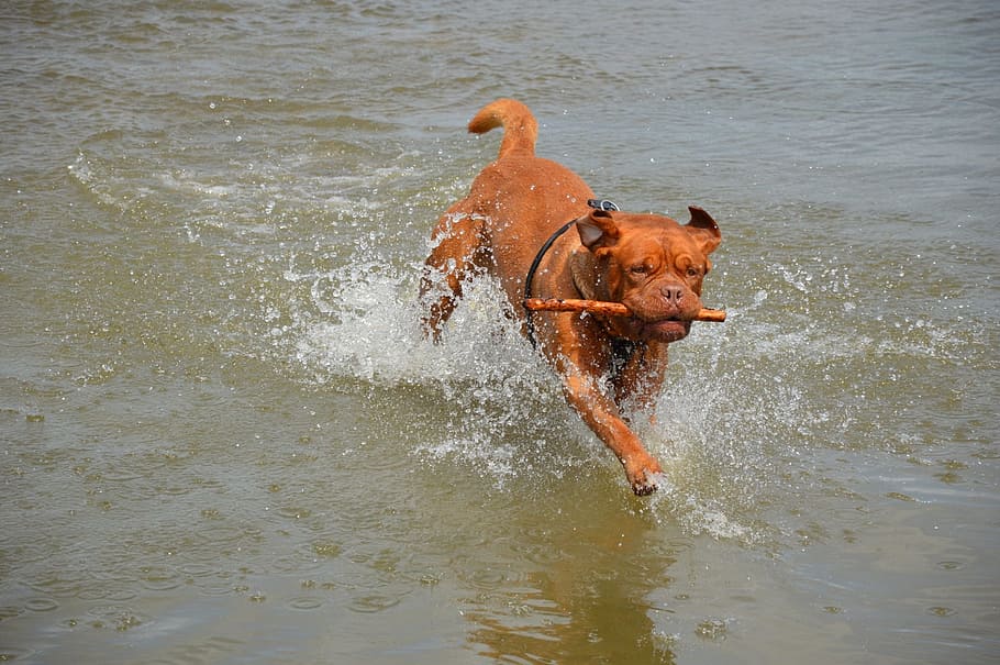 harley, action, water, playing, stick, pet, dog, bordeaux, series, outside