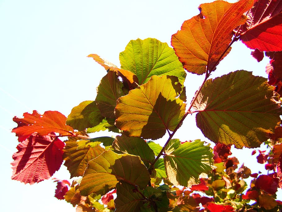 hazel, colorful leaves, nature, leaf, plant part, plant, beauty in nature, growth, close-up, day