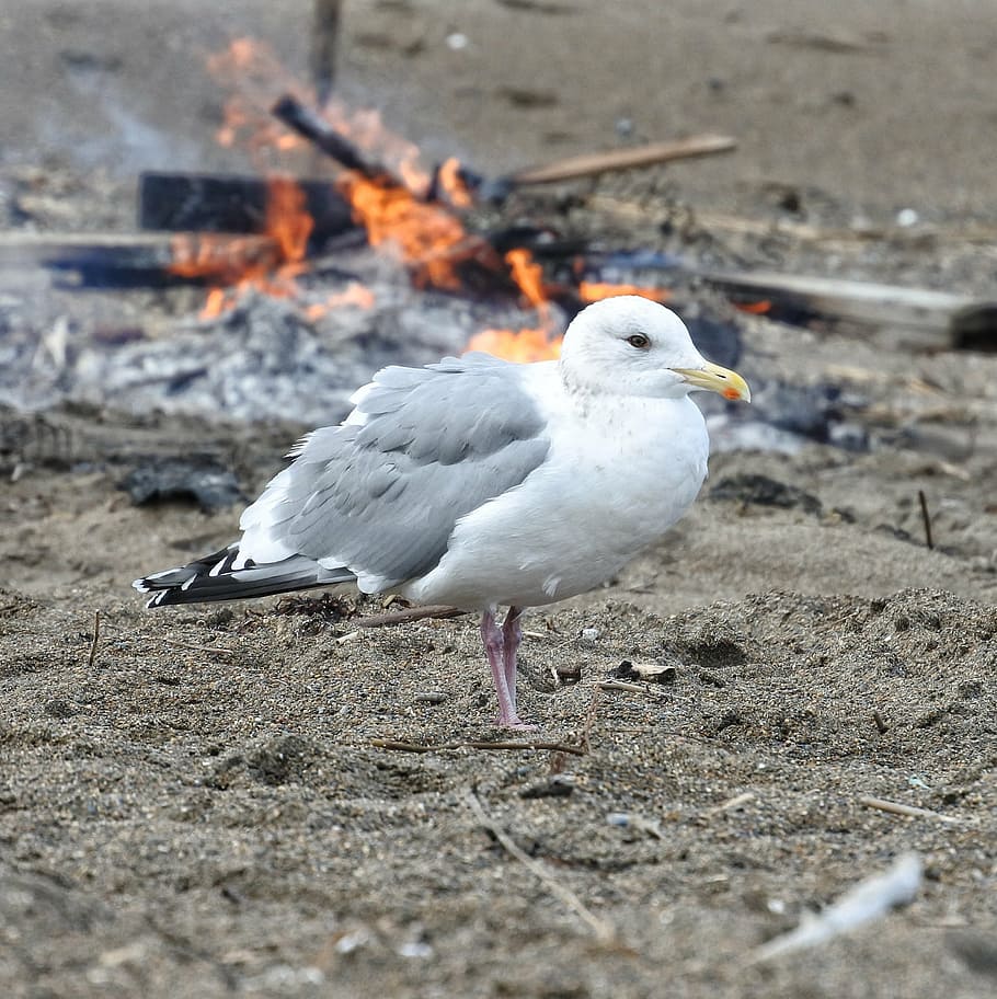 praia, gaivota, ave marinha, animal selvagem, natural, fogo, chama, fogueira, frio, aquecer