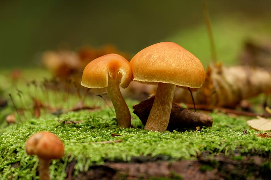 selective, focus photography, brown, mushrooms, mushroom, amanita, nature, mosses, autumn, dispute