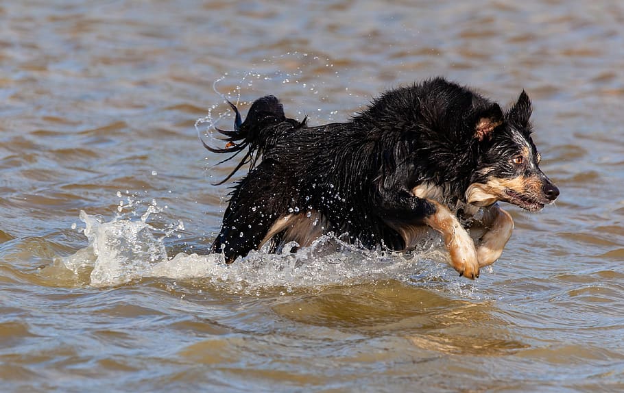 collie in water, running water, border collie, tri colour collie, dog, collie, pet, breed, walk, black