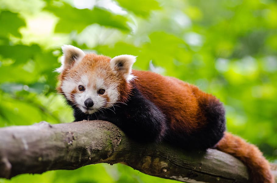 panda rojo, adorable, animal, lindo, zorro, pelaje, mamífero, al aire libre, árbol, tronco de árbol