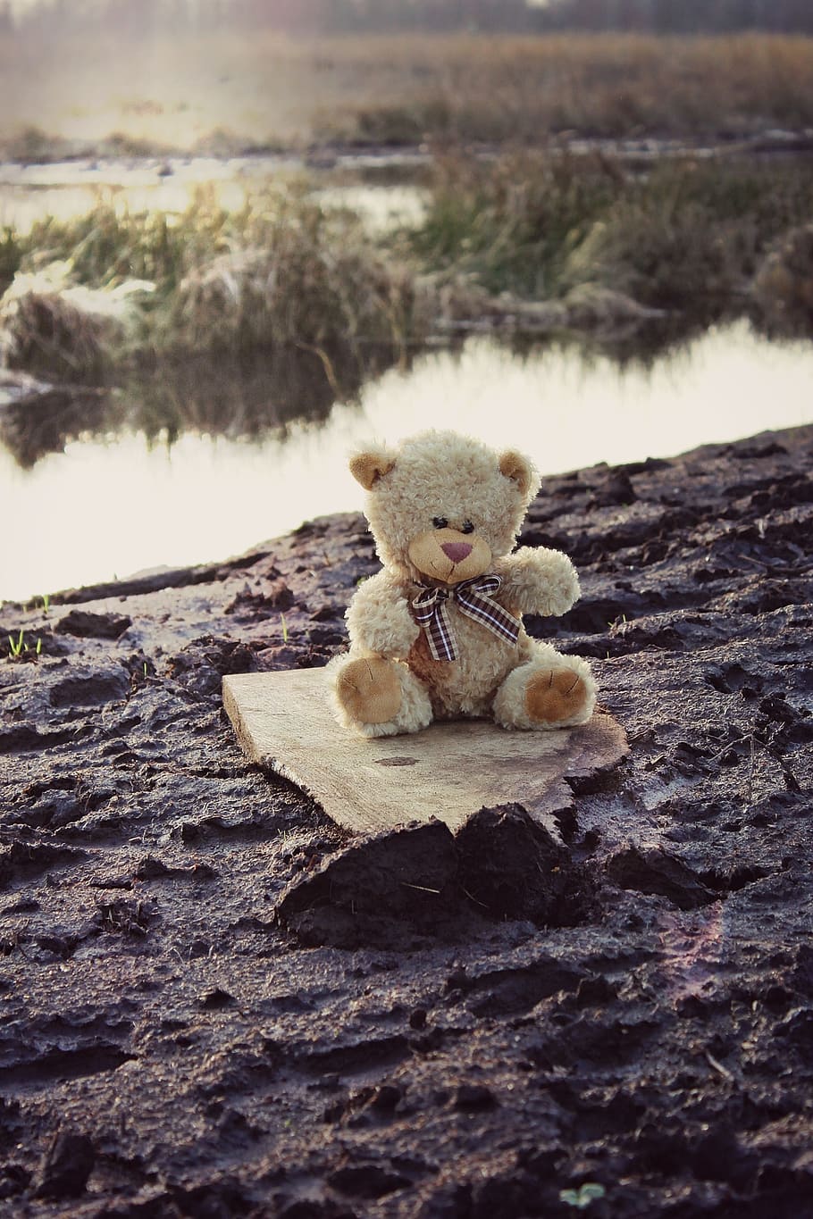 Teddy Bear, Soft Toy, Bears, teddy, bear, stuffed animal, sweet, cute, snuggle, fun