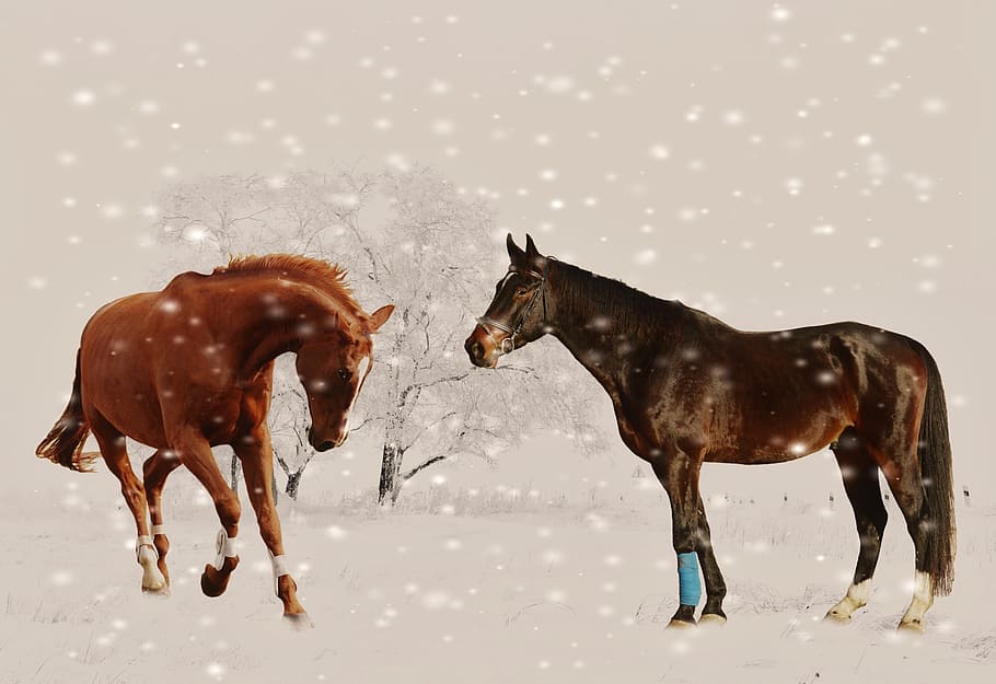 winter, horses, play, snow, animal, nature, snow landscape, wintry, landscape, snowy