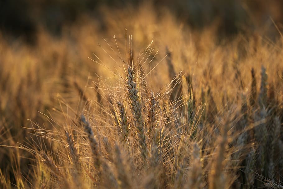 agriculture, wheat, plant, before harvest, evening, golden hour, summer, field, growth, nature