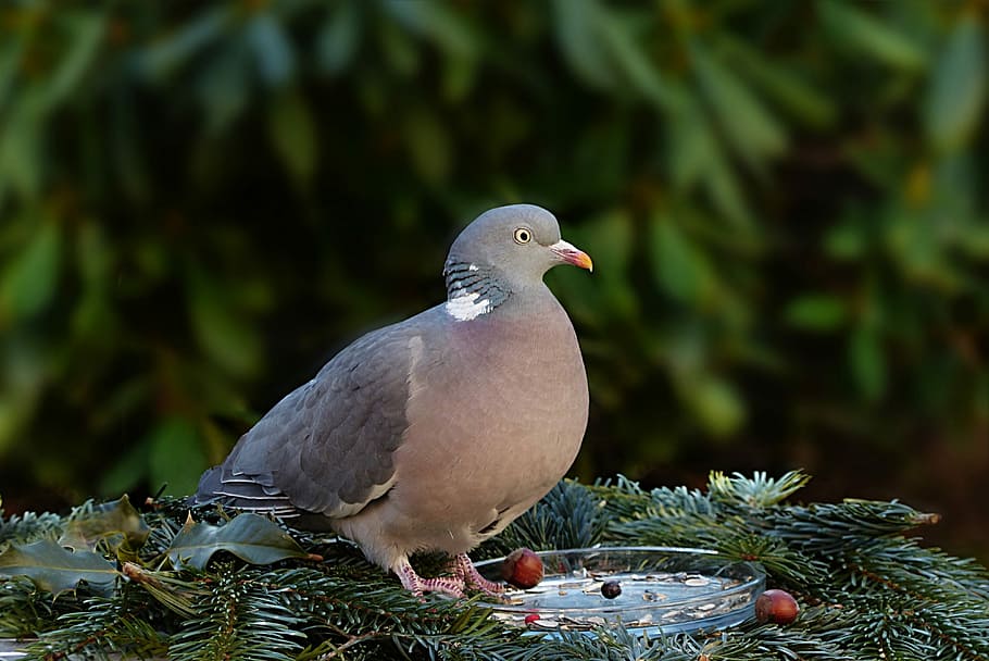 black, gray, pigeon, standing, green, leaf plant, animal, bird, dove, wild pigeon