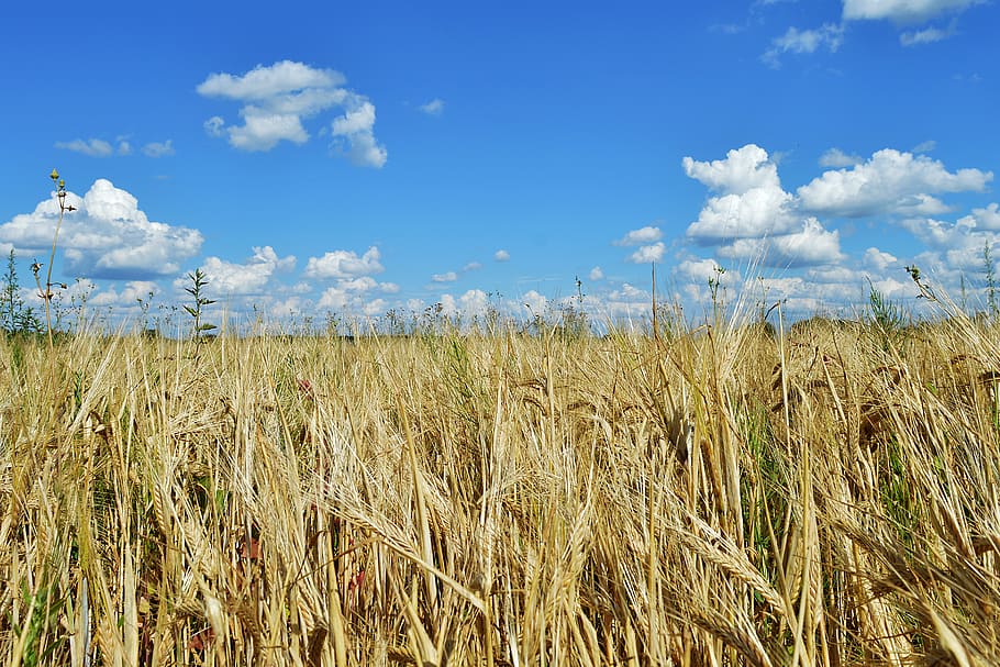 rye, field, land, landscape, nature, crop, harvest, hay-time, sky, clouds
