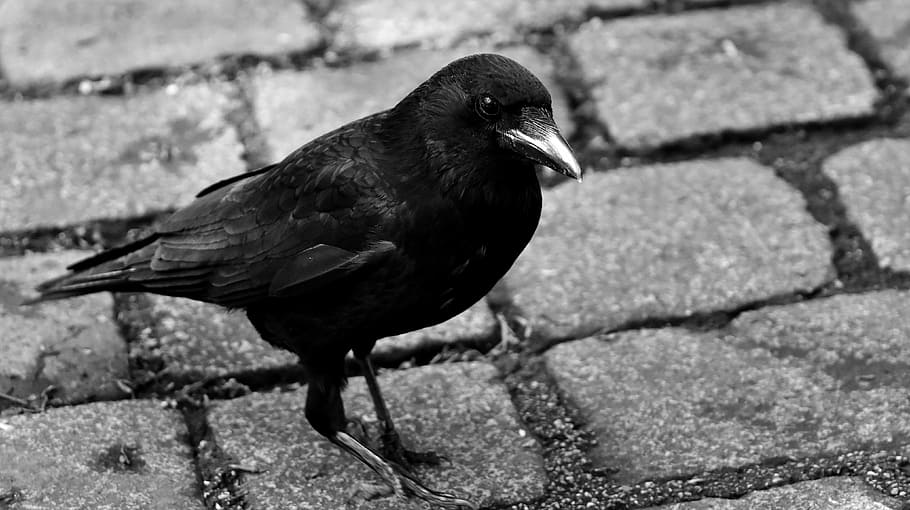 black, gray, concrete, road, Common Raven, Bird, Crow, raven, raven bird, animal