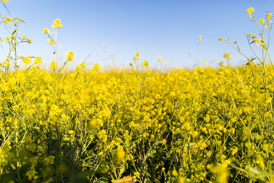 yellow, rapeseed flower field, daytime, rapeseed, flower, field, flowers, nature, blossoms, bed
