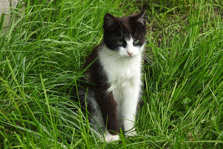 タキシード猫, 座って, 緑, 草, 昼間, 芝生, 動物, 魅力的, 自然, 猫