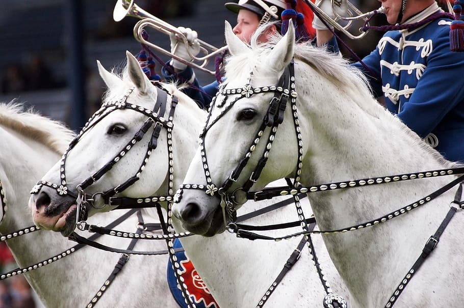 two white horses, chio, aachen, equestrian, horses, tournament, jump, dressage, coach, versatility