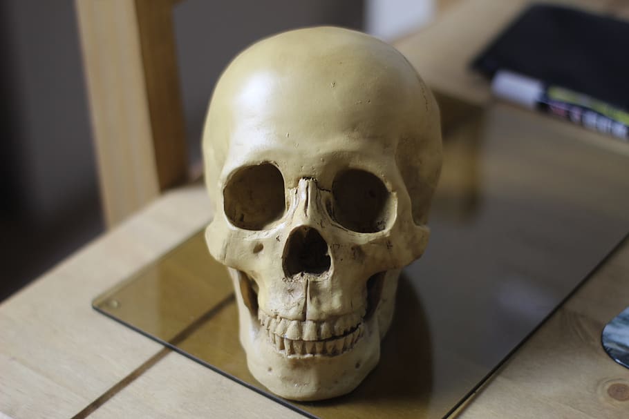 réplica de cráneo, cabeza humana, cráneo humano, cráneo, humano, esqueleto, anatomía, muerte, Hueso, esqueleto humano