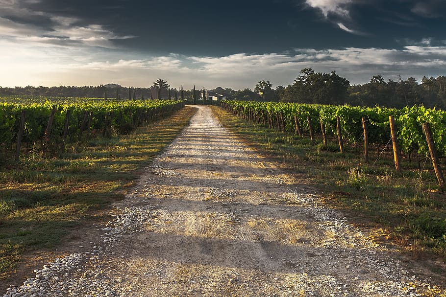 jalan, hijau, tanaman, gelap, langit, jalur negara, jalan kerikil, tuscany, cara, anggur
