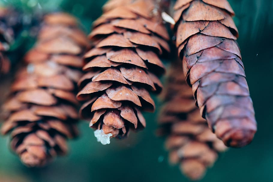 pinecone, tree, nature, pine, green, fir, forest, branch, cone, evergreen
