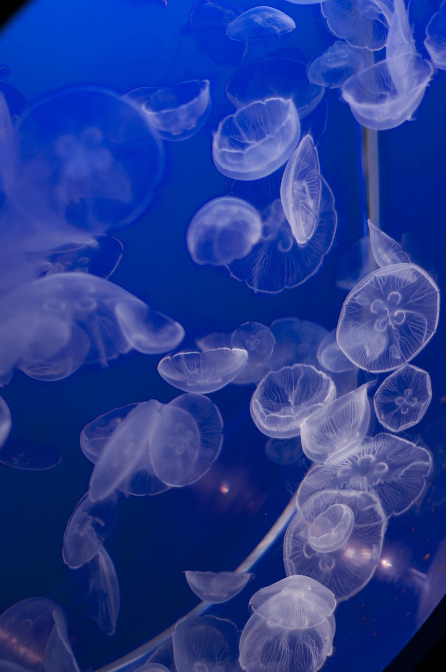 medusa, acuario de Vancouver, animal, marino, vida marina, vida, mar, submarino, agua, océano